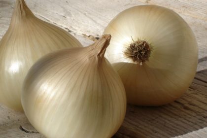 Oignons doux des Cévennes