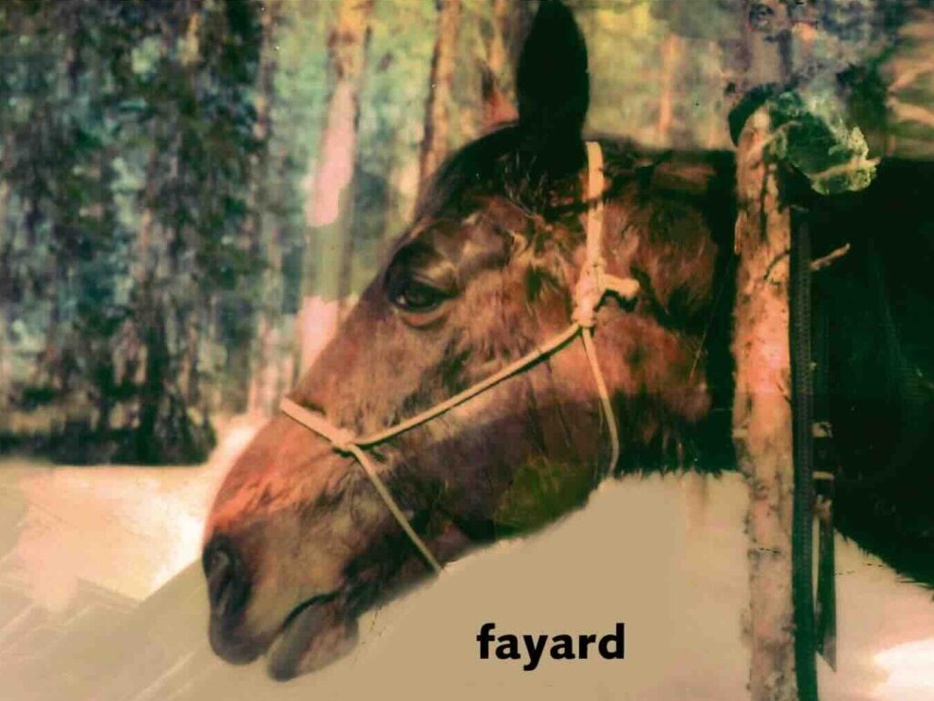 Le fameux cheval figurant sur la couverture / Photo : détail de la couverture © Fayard